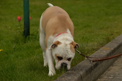 Continental Bulldogs Seeblickbulls Bilderalbum - Isalotta zu Besuch am 21.04.2017