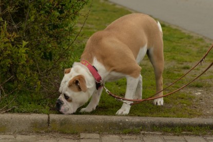 Continental Bulldogs Seeblickbulls Bilderalbum - Isalotta zu Besuch am 21.04.2017