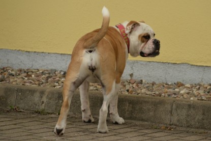 Continental Bulldogs Seeblickbulls Bilderalbum - Isalotta zu Besuch am 21.04.2017