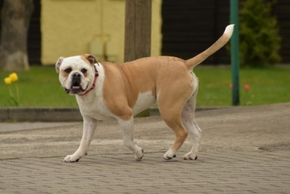 Continental Bulldogs Seeblickbulls Bilderalbum - Isalotta zu Besuch am 21.04.2017