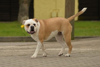 Continental Bulldogs Seeblickbulls Bilderalbum - Isalotta zu Besuch am 21.04.2017