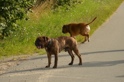 Continental Bulldogs Seeblickbulls Bilderalbum - Arthur Louis am 18.07.2017