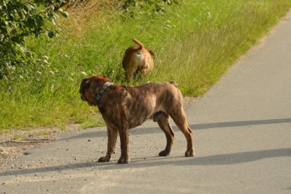 Continental Bulldogs Seeblickbulls Bilderalbum - Arthur Louis am 18.07.2017