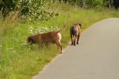 Continental Bulldogs Seeblickbulls Bilderalbum - Arthur Louis am 18.07.2017