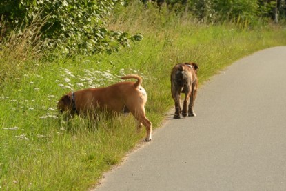 Continental Bulldogs Seeblickbulls Bilderalbum - Arthur Louis am 18.07.2017