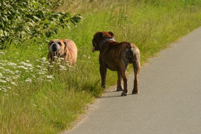 Continental Bulldogs Seeblickbulls Bilderalbum - Arthur Louis am 18.07.2017