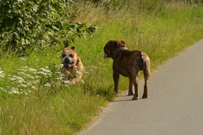 Continental Bulldogs Seeblickbulls Bilderalbum - Arthur Louis am 18.07.2017