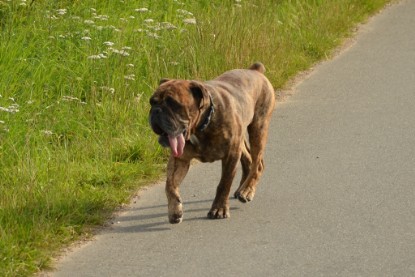 Continental Bulldogs Seeblickbulls Bilderalbum - Arthur Louis am 18.07.2017