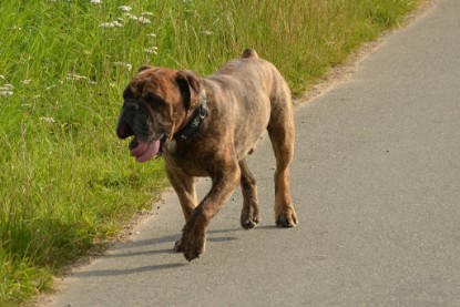 Continental Bulldogs Seeblickbulls Bilderalbum - Arthur Louis am 18.07.2017