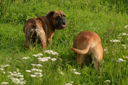 Continental Bulldogs Seeblickbulls Bilderalbum - Arthur Louis am 18.07.2017