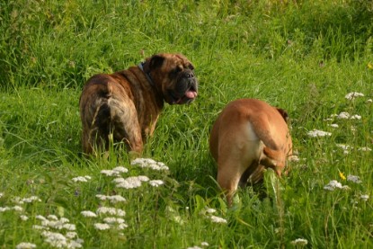 Continental Bulldogs Seeblickbulls Bilderalbum - Arthur Louis am 18.07.2017