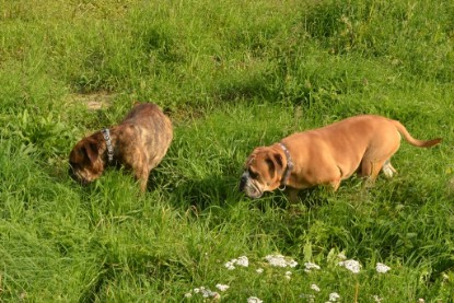 Continental Bulldogs Seeblickbulls Bilderalbum - Arthur Louis am 18.07.2017