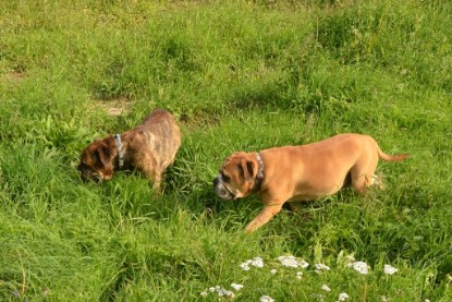 Continental Bulldogs Seeblickbulls Bilderalbum - Arthur Louis am 18.07.2017