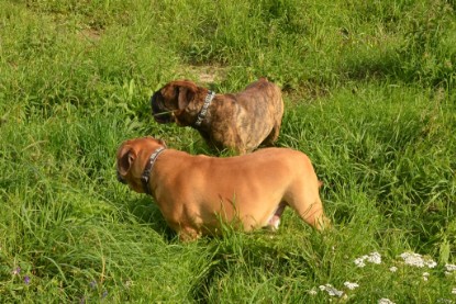 Continental Bulldogs Seeblickbulls Bilderalbum - Arthur Louis am 18.07.2017