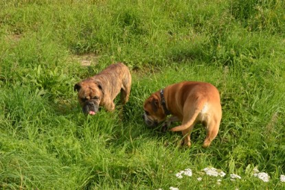 Continental Bulldogs Seeblickbulls Bilderalbum - Arthur Louis am 18.07.2017