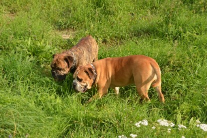 Continental Bulldogs Seeblickbulls Bilderalbum - Arthur Louis am 18.07.2017