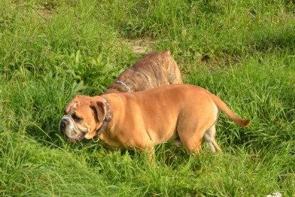 Continental Bulldogs Seeblickbulls Bilderalbum - Arthur Louis am 18.07.2017