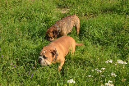 Continental Bulldogs Seeblickbulls Bilderalbum - Arthur Louis am 18.07.2017