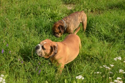 Continental Bulldogs Seeblickbulls Bilderalbum - Arthur Louis am 18.07.2017