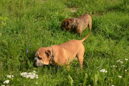 Continental Bulldogs Seeblickbulls Bilderalbum - Arthur Louis am 18.07.2017