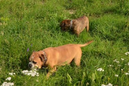 Continental Bulldogs Seeblickbulls Bilderalbum - Arthur Louis am 18.07.2017