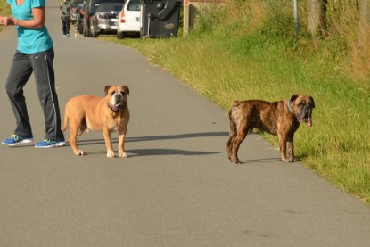 Continental Bulldogs Seeblickbulls Bilderalbum - Arthur Louis am 18.07.2017