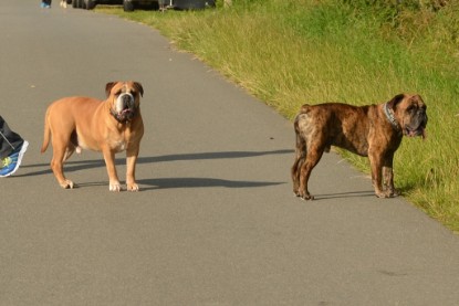 Continental Bulldogs Seeblickbulls Bilderalbum - Arthur Louis am 18.07.2017