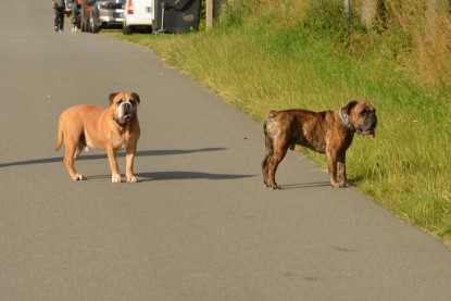 Continental Bulldogs Seeblickbulls Bilderalbum - Arthur Louis am 18.07.2017