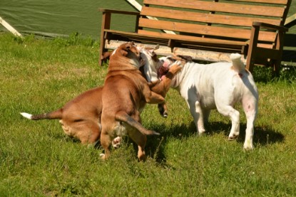 Continental Bulldogs Seeblickbulls Bilderalbum - Miss Molly auf Besuch