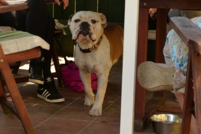 Seeblickbulls Jasper Heinz zu Besuch am 8. Juni 2018