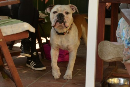 Seeblickbulls Jasper Heinz zu Besuch am 8. Juni 2018