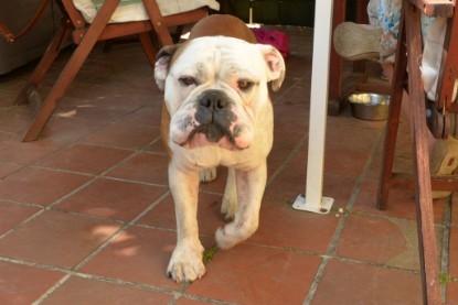 Seeblickbulls Jasper Heinz zu Besuch am 8. Juni 2018