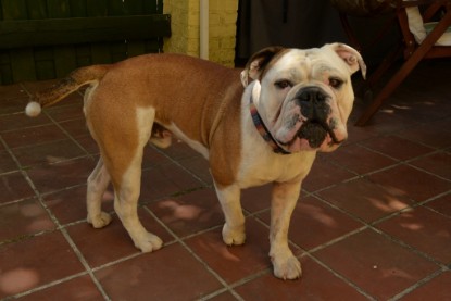 Seeblickbulls Jasper Heinz zu Besuch am 8. Juni 2018