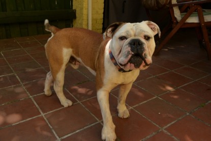 Seeblickbulls Jasper Heinz zu Besuch am 8. Juni 2018