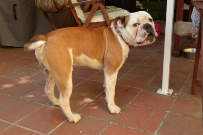 Seeblickbulls Jasper Heinz zu Besuch am 8. Juni 2018