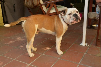 Seeblickbulls Jasper Heinz zu Besuch am 8. Juni 2018