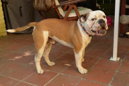 Seeblickbulls Jasper Heinz zu Besuch am 8. Juni 2018