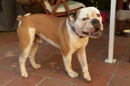 Seeblickbulls Jasper Heinz zu Besuch am 8. Juni 2018