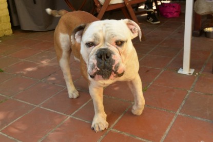 Seeblickbulls Jasper Heinz zu Besuch am 8. Juni 2018