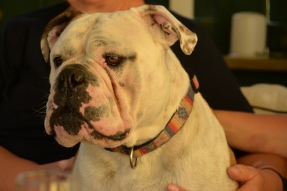 Seeblickbulls Jasper Heinz zu Besuch am 8. Juni 2018