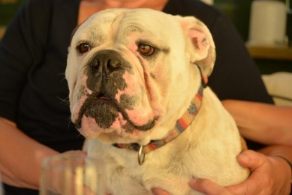 Seeblickbulls Jasper Heinz zu Besuch am 8. Juni 2018