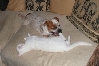 Seeblickbulls Bilderalbum Hund und Katze