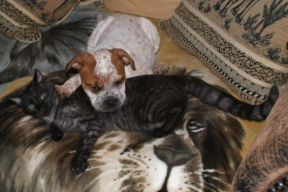 Seeblickbulls Bilderalbum Hund und Katze