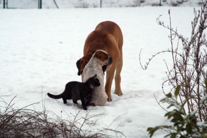 Seeblickbulls Bilderalbum Hund und Katze