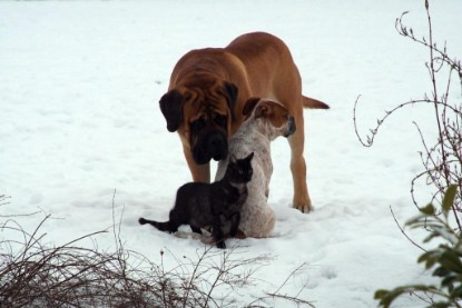 Seeblickbulls Bilderalbum Hund und Katze