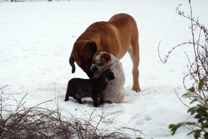 Seeblickbulls Bilderalbum Hund und Katze