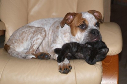 Seeblickbulls Bilderalbum Hund und Katze