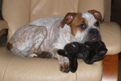 Seeblickbulls Bilderalbum Hund und Katze