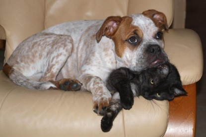 Seeblickbulls Bilderalbum Hund und Katze