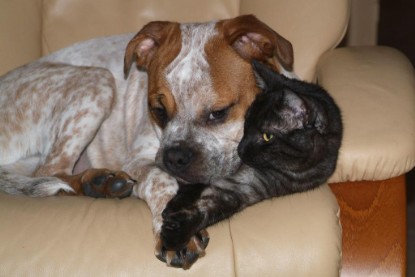 Seeblickbulls Bilderalbum Hund und Katze